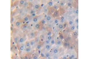 IHC-P analysis of Rat Tissue, with DAB staining. (HYAL1 antibody  (AA 40-449))