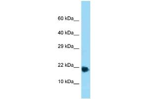 WB Suggested Anti-Rpl32 Antibody Titration: 1. (RPL32 antibody  (Middle Region))