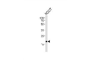 Western blot analysis of lysate from NCCIT cell line, using Mouse Hmga2 Antibody (N-term) (ABIN6243228 and ABIN6577800).