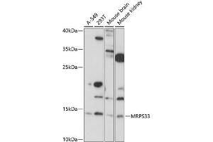 Western blot analysis of extracts of various cell lines, using MRPS33 antibody (ABIN7268586) at 1:1000 dilution. (MRPS33 antibody  (AA 1-106))