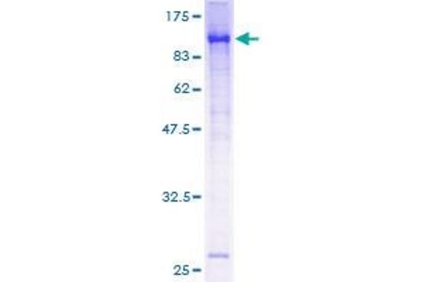 ARNTL Protein (AA 1-625) (GST tag)