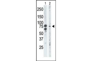 The anti-BRD3 Pab (ABIN392610 and ABIN2842132) is used in Western blot to detect BRD3 in mouse brain tissue lysate (Lane 1) and Saos-2 cell lysate (Lane 2). (BRD3 antibody  (C-Term))