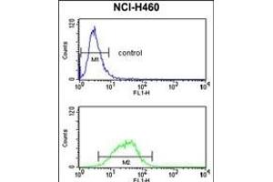 G Antibody (Center) (ABIN652791 and ABIN2842519) flow cytometry analysis of NCI- cells (bottom histogram) compared to a negative control cell (top histogram).