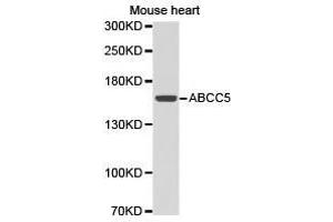 Western Blotting (WB) image for anti-ATP-Binding Cassette, Sub-Family C (CFTR/MRP), Member 5 (ABCC5) antibody (ABIN1870723)