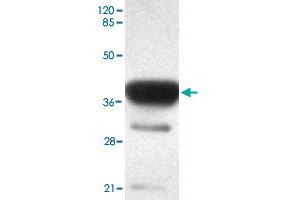 Western blot analysis of ACSS1 monoclonal antibody  at 1 : 2000 dilution interacts with recombinant ACSS1 protein with a GST tag.