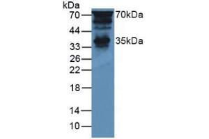 Figure. (PTF1A antibody  (AA 177-328))