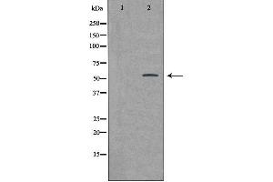 Western blot analysis of extracts from HeLa cells using BMP3 antibody. (BMP3 antibody  (Internal Region))