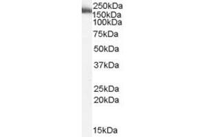ABIN185642 (2µg/ml) staining of Human Liver lysate (35µg protein in RIPA buffer). (MYO9B antibody  (Internal Region))