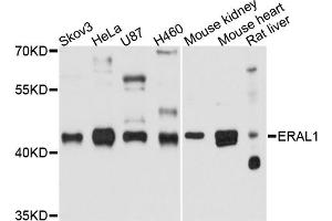 Western blot analysis of extracts of various cell lines, using ERAL1 antibody. (ERAL1 antibody)