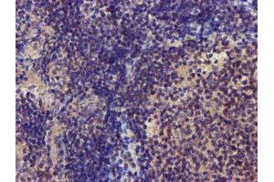 Image no. 6 for anti-Coiled-Coil-Helix-Coiled-Coil-Helix Domain Containing 5 (CHCHD5) (AA 1-110) antibody (ABIN1490561) (CHCHD5 antibody  (AA 1-110))