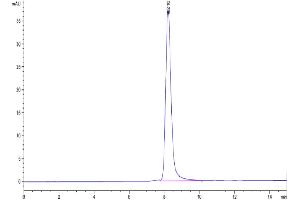 The purity of Biotinylated Human SIRP Beta is greater than 95 % as determined by SEC-HPLC. (SIRP-beta Protein (AA 30-369) (Biotin,His-Avi Tag))