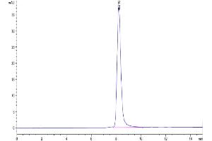 The purity of Biotinylated Human SIRP Beta is greater than 95 % as determined by SEC-HPLC. (SIRP-beta Protein (AA 30-369) (His-Avi Tag,Biotin))