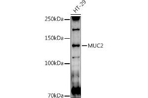 Western blot analysis of extracts of HT-29 cells, using MUC2 antibody (ABIN7268690) at 1:1000 dilution.