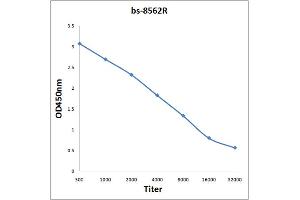 MLLT11 antibody  (AA 41-90)