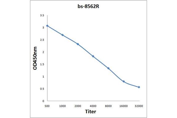 MLLT11 antibody  (AA 41-90)