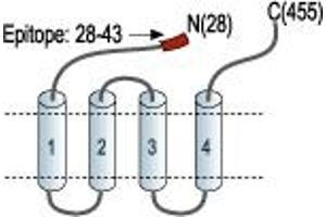 anti-Amiloride-Sensitive Cation Channel 2, Neuronal (ACCN2) (AA 469-488), (C-Term), (Intracellular) antibody