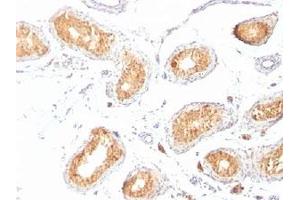 IHC staining of testis with gp100 antibody (HMB45). (Melanoma gp100 antibody)