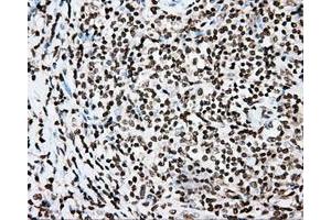 Immunohistochemical staining of paraffin-embedded Kidney tissue using anti-CYP1A2 mouse monoclonal antibody. (CYP1A2 antibody)