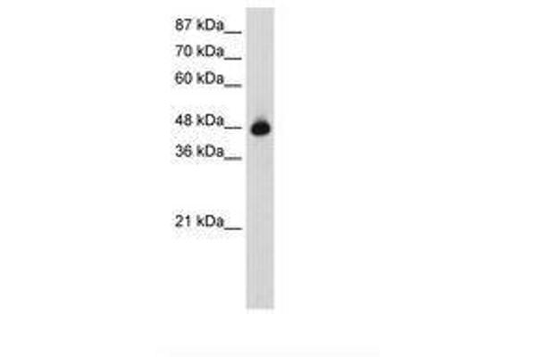 OLA1 antibody  (AA 159-208)