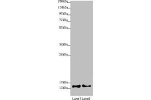 Western blot All lanes: COX7A2L antibody at 2. (COX7A2L antibody  (AA 1-114))