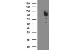 HEK293T cells were transfected with the pCMV6-ENTRY control (Left lane) or pCMV6-ENTRY DPP3 (Right lane) cDNA for 48 hrs and lysed. (DPP3 antibody)