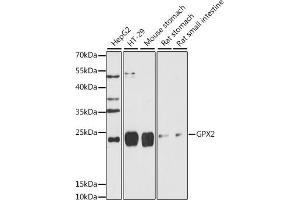 Western blot analysis of extracts of various cell lines, using GPX2 antibody (ABIN7267435) at 1:1000 dilution. (Glutathione Peroxidase 2 antibody  (AA 100-180))