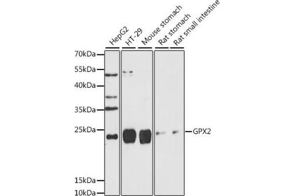 Glutathione Peroxidase 2 抗体  (AA 100-180)
