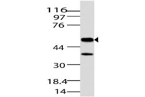 Image no. 1 for anti-Jumonji Domain Containing 5 (JMJD5) (AA 20-220) antibody (ABIN5027325) (JMJD5 antibody  (AA 20-220))