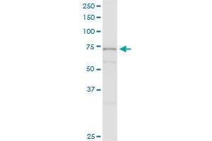 SRPR MaxPab polyclonal antibody. (SRPR antibody  (AA 1-638))