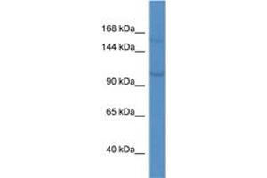 KCNQ3 antibody  (AA 580-629)