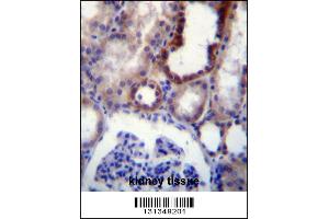IGSF8 Antibody immunohistochemistry analysis in formalin fixed and paraffin embedded human kidney tissue followed by peroxidase conjugation of the secondary antibody and DAB staining. (IGSF8 antibody  (AA 226-254))