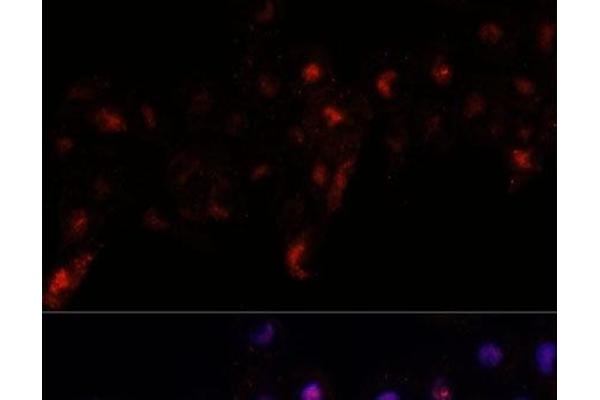 PEX10 antibody