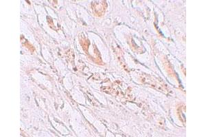 Immunohistochemical staining of human kidney cells with TMEM59 polyclonal antibody  at 2. (TMEM59 antibody  (N-Term))