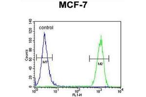 CCNT1 Antibody (Center) flow cytometric analysis of MCF-7 cells (right histogram) compared to a negative control cell (left histogram). (Cyclin T1 antibody  (Middle Region))