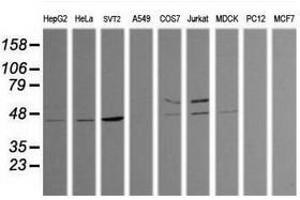 Image no. 2 for anti-Tripartite Motif Containing 38 (TRIM38) (AA 1-265) antibody (ABIN1490685)