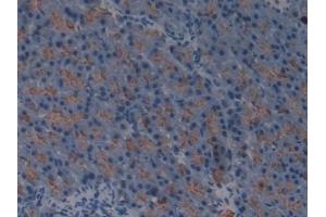 Detection of GP2 in Mouse Pancreas Tissue using Polyclonal Antibody to Glycoprotein 2, Zymogen Granule Membrane (GP2) (GP2 antibody  (AA 301-506))