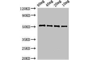 anti-PbpE (AA 1-451) antibody