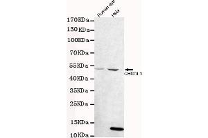 Western blot detection of CHRDL1 in human eye and Hela cell lysates using CHRDL1 mouse mAb (1:1000 diluted). (CHRDL1 antibody)