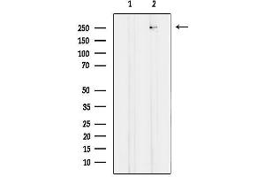 Western blot analysis of lysates from  cells, using CACNH Antibody.