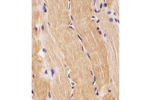 Immunohistochemistry (Paraffin-embedded Sections) (IHC (p)) image for anti-Proline Dehydrogenase (Oxidase) 1 (PRODH) (AA 130-155) antibody (ABIN1881685)