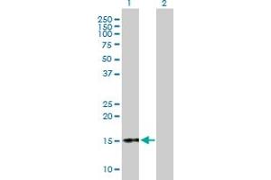 Western Blot analysis of CGA expression in transfected 293T cell line by CGA MaxPab polyclonal antibody. (CGA antibody  (AA 1-116))