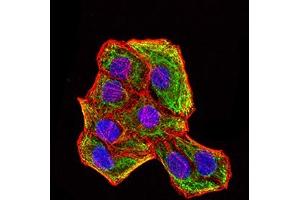 Immunofluorescence analysis of Hela cells using KRT18 mouse mAb (green). (Cytokeratin 18 antibody  (AA 1-150))