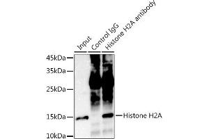 Immunoprecipitation (IP) image for anti-Histone Cluster 1, H2ae (HIST1H2AE) antibody (ABIN7267703)