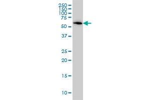 B4GALNT1 antibody  (AA 30-127)