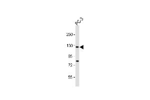 All lanes : Anti-TR Antibody (C-term ) at 1:1000 dilution Lane 1: PC-3 whole cell lysate Lysates/proteins at 20 μg per lane.