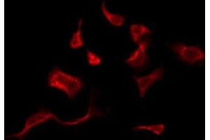 ABIN6276114 staining 293 by IF/ICC. (OR10J1 antibody  (C-Term))