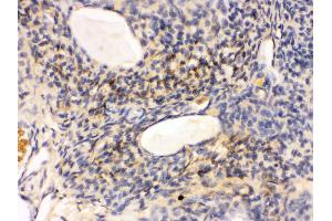 IHC(P): Rat Ovary Tissue (GNAQ antibody  (N-Term))