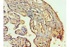 Immunohistochemistry of paraffin-embedded human placenta tissue using ABIN7155521 at dilution of 1:100 (SETDB1 antibody  (AA 1-397))