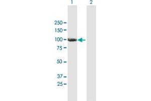 Western Blot analysis of ANKZF1 expression in transfected 293T cell line by ANKZF1 MaxPab polyclonal antibody.