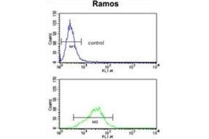 Flow Cytometry (FACS) image for anti-Ribosomal Protein S9 (RPS9) antibody (ABIN3002715) (RPS9 antibody)
